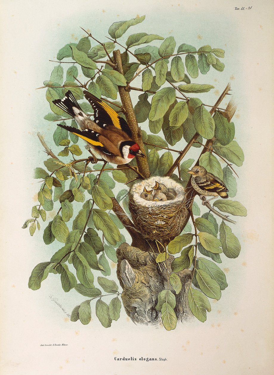 Illusztráció Eugenio Bettoni "Lombardiában fészkelő madarak természetrajza" című művéből, amely az európai aranypinty Carduelis carduelis családot képviseli, Oscar Dressler alkotó: Eugenio Bettoni, Oscar Dressler