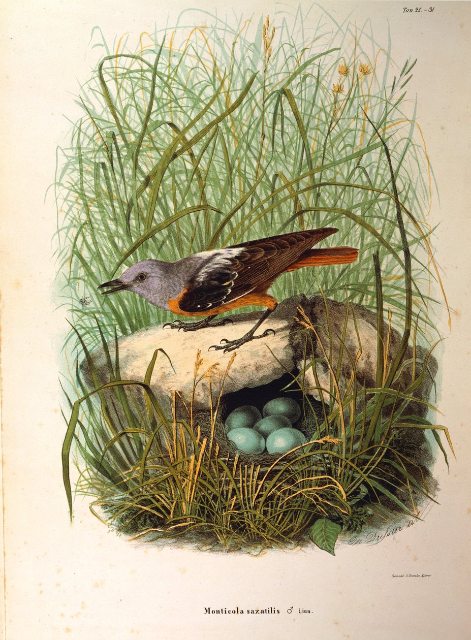 Illusztráció Eugenio Bettoni "Lombardiában fészkelő madarak természetrajza" című művéből, amely a Monticola saxatilis nőstény sziklarigót ábrázolja fészek szerint, Oscar Dressler alkotó: Eugenio Bettoni, Oscar Dressler