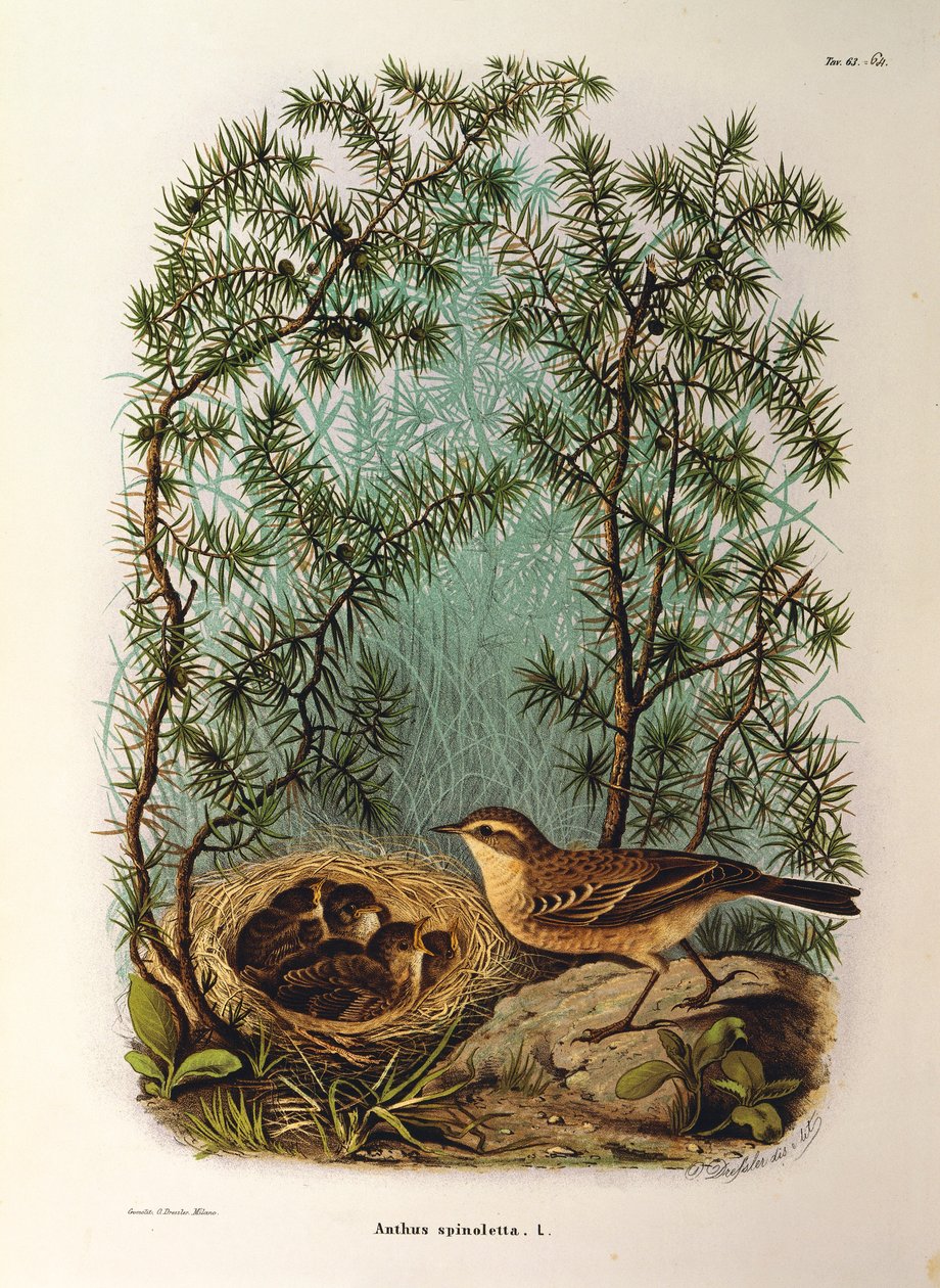 Illusztráció Eugenio Bettoni "Lombardiában fészkelő madarak természetrajza" című művéből, amely a vízipipa Anthus spinolettát ábrázolja, Oscar Dressler alkotó: Eugenio Bettoni, Oscar Dressler