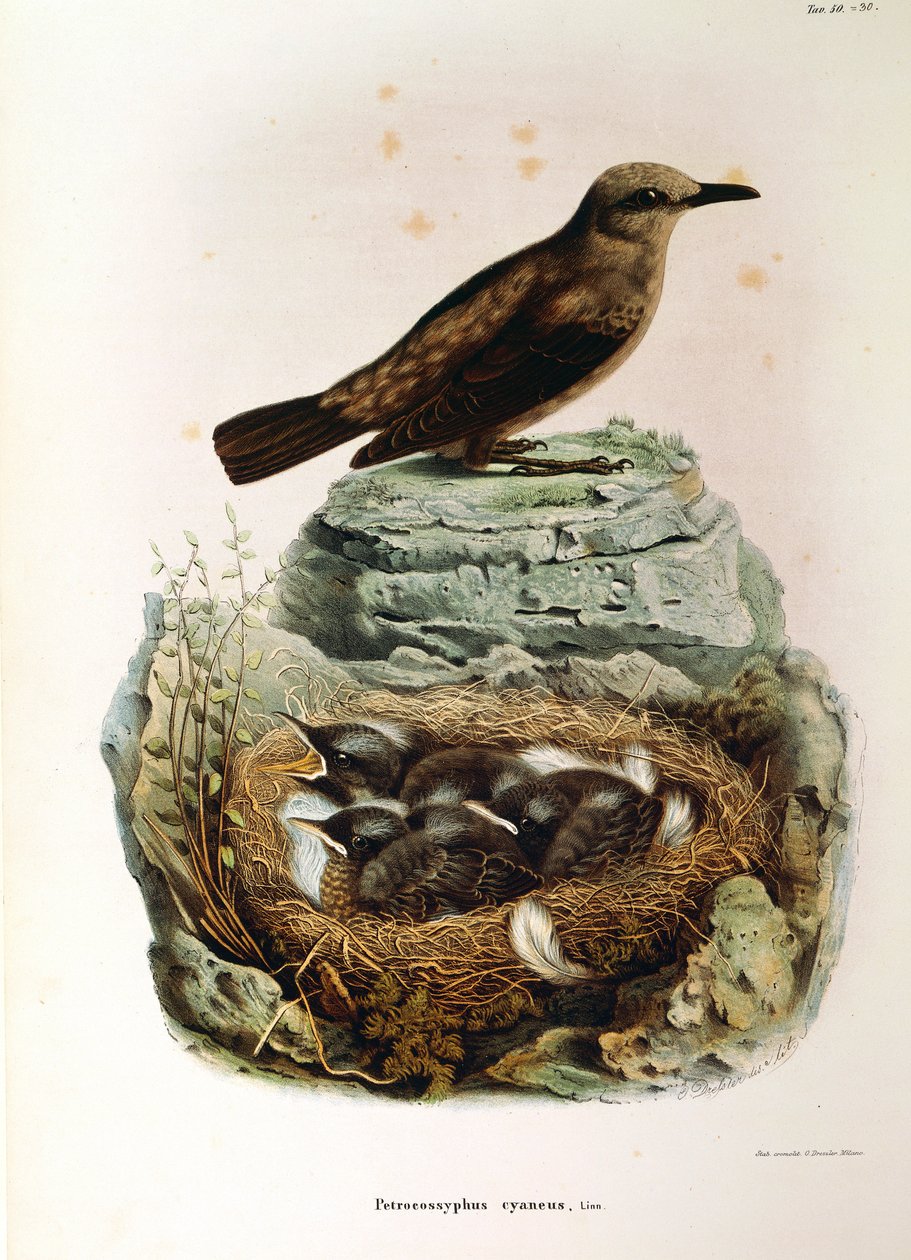 Illusztráció Eugenio Bettoni "Lombardiában fészkelő madarak természeti története" című művéből, amely a Monticola solitariust ábrázolja, Oscar Dresslertől alkotó: Eugenio Bettoni, Oscar Dressler