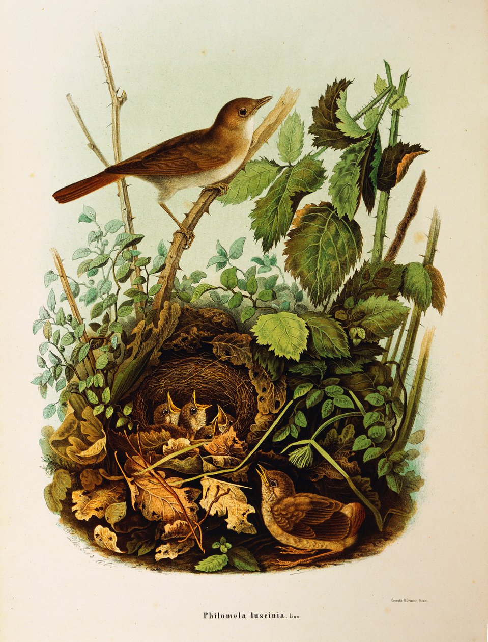 Illusztráció Eugenio Bettoni "Lombardiában fészkelő madarak természetrajza" című művéből, amely a Nightingale Luscinia megarhynchost ábrázolja, Oscar Dressler alkotó: Eugenio Bettoni, Oscar Dressler