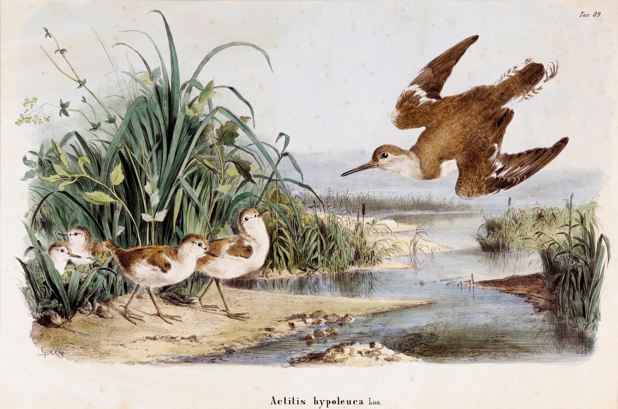A Becassine Chevalier guignette (Actitis hypoleuca) ábrázolása (chromolitográfia) alkotó: Eugenio and Dressler Oscar  Bettoni