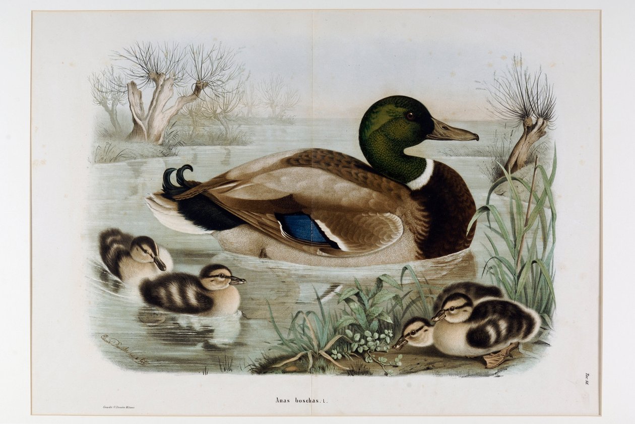 A tőkés réce (Anas platyrhynchos), vagy a tőkés réce (vadkacsa) ábrázolása (kromolitográfia alkotó: Eugenio and Dressler Oscar  Bettoni