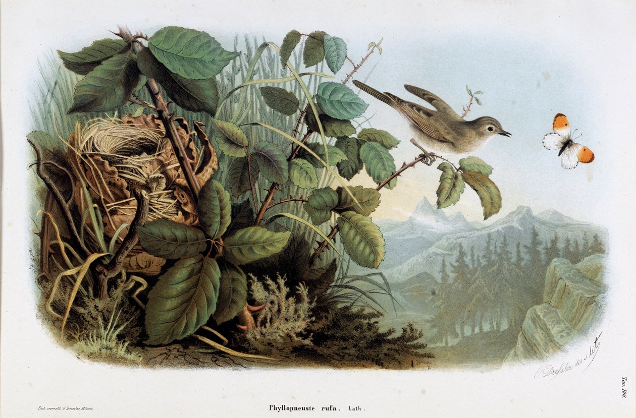 A csirke sebesség (Phyllopneuste rufa) (Chiffchaff) ábrázolása (kromolitográfia alkotó: Eugenio and Dressler Oscar  Bettoni