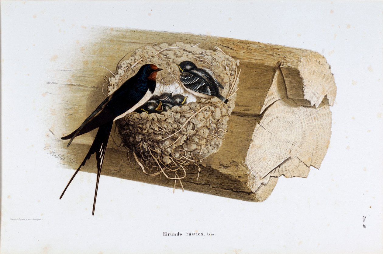 A fészekfecske (Hirundo rustica vagy fecske) ábrázolása (kromolitográfia alkotó: Eugenio and Dressler Oscar  Bettoni