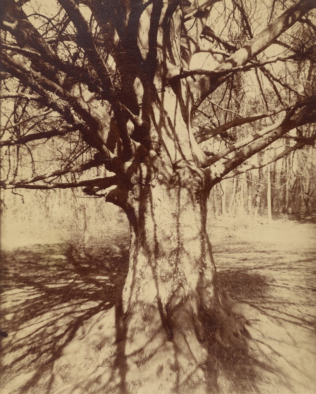 Bükkfa alkotó: Eugène Atget