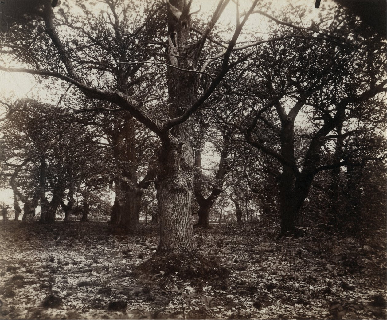 Gesztenye fák alkotó: Eugène Atget