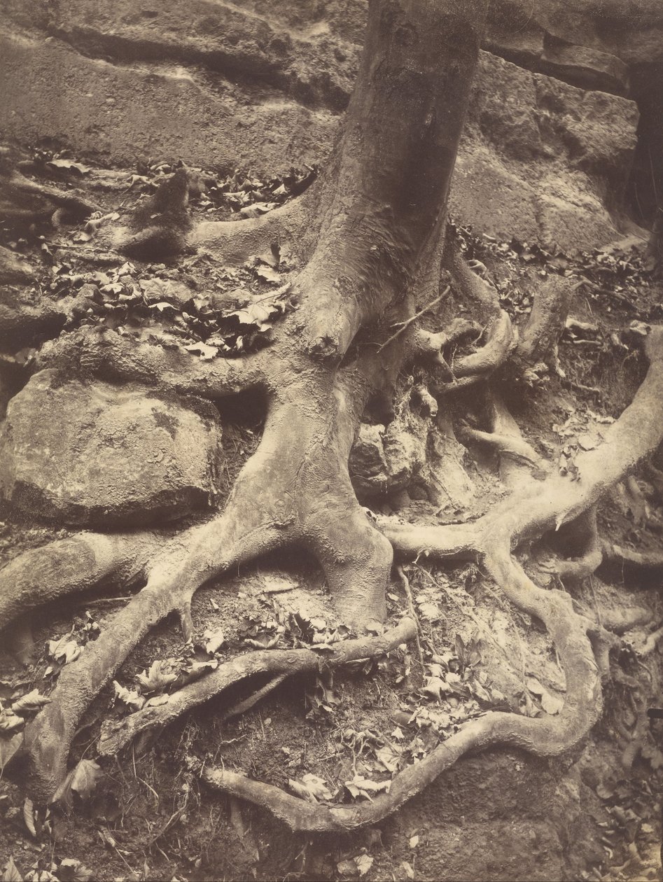 Fagyökerek, Saint-Cloud alkotó: Eugène Atget