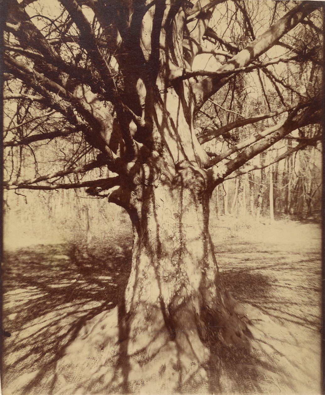 Fa (Garche) Bükk alkotó: Eugène Atget