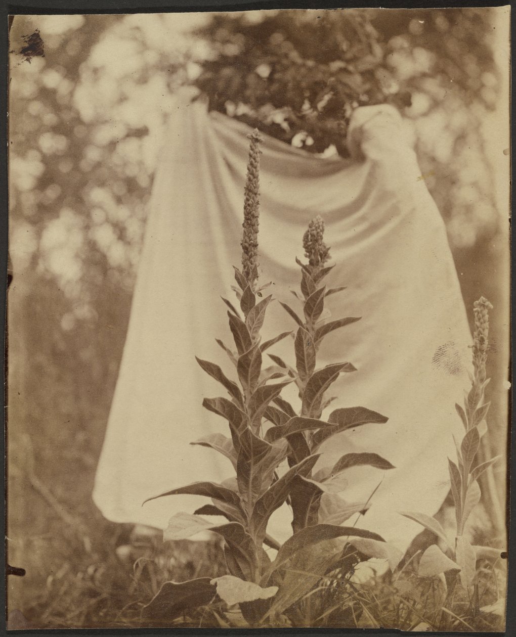 Bouillon Blanc (Mullein növény) alkotó: Eugène Atget