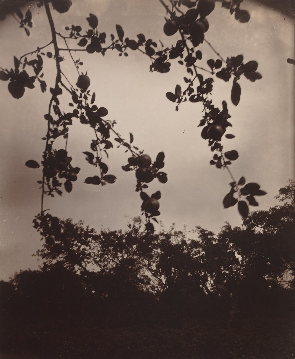 almafa ága alkotó: Eugène Atget