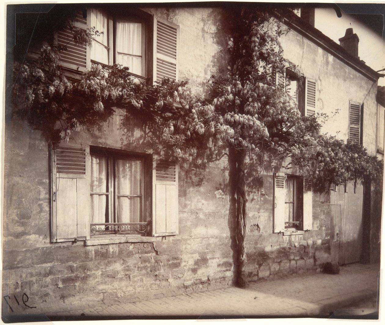 Glicin (Wisteria), Ch?tillon alkotó: Eugène Atget