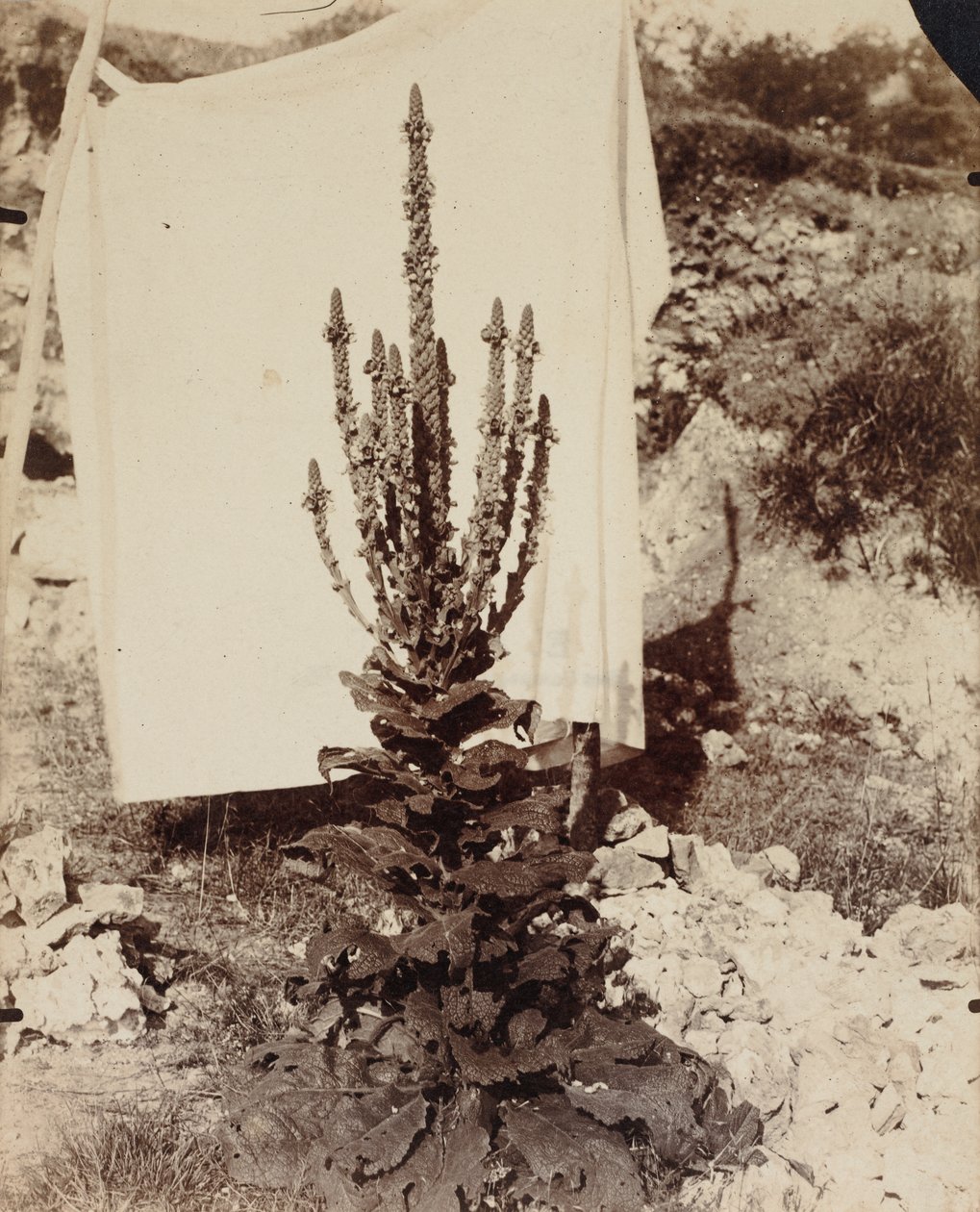 Mullein virágzásban alkotó: Eugène Atget