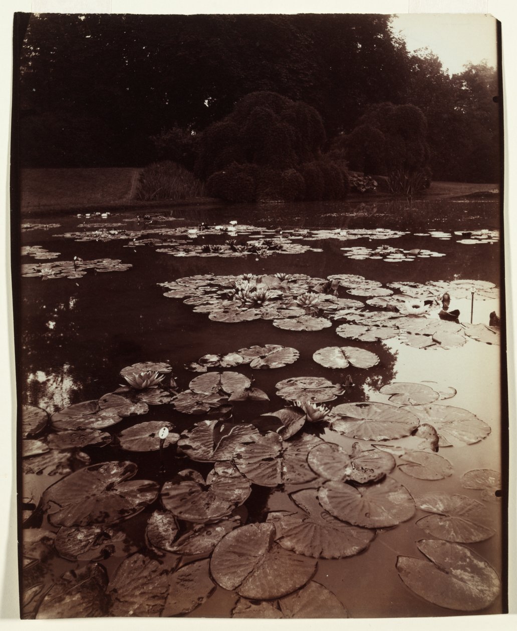 Vízililiom alkotó: Eugène Atget