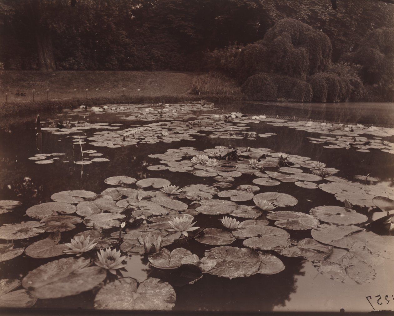 Tavirózsa (Bagatelle) alkotó: Eugène Atget