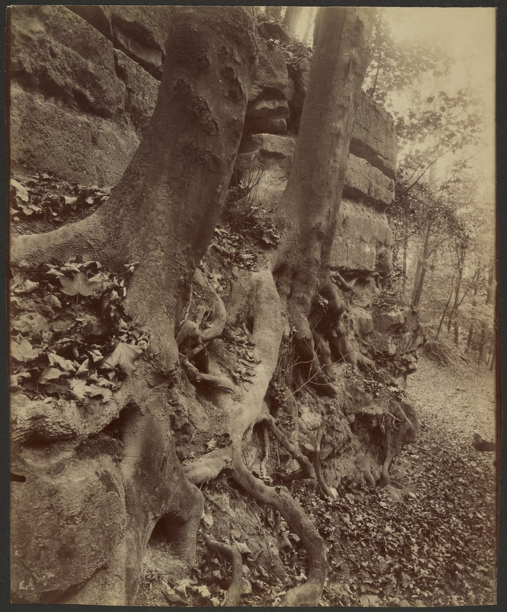 Saint-Cloud Park alkotó: Eugène Atget
