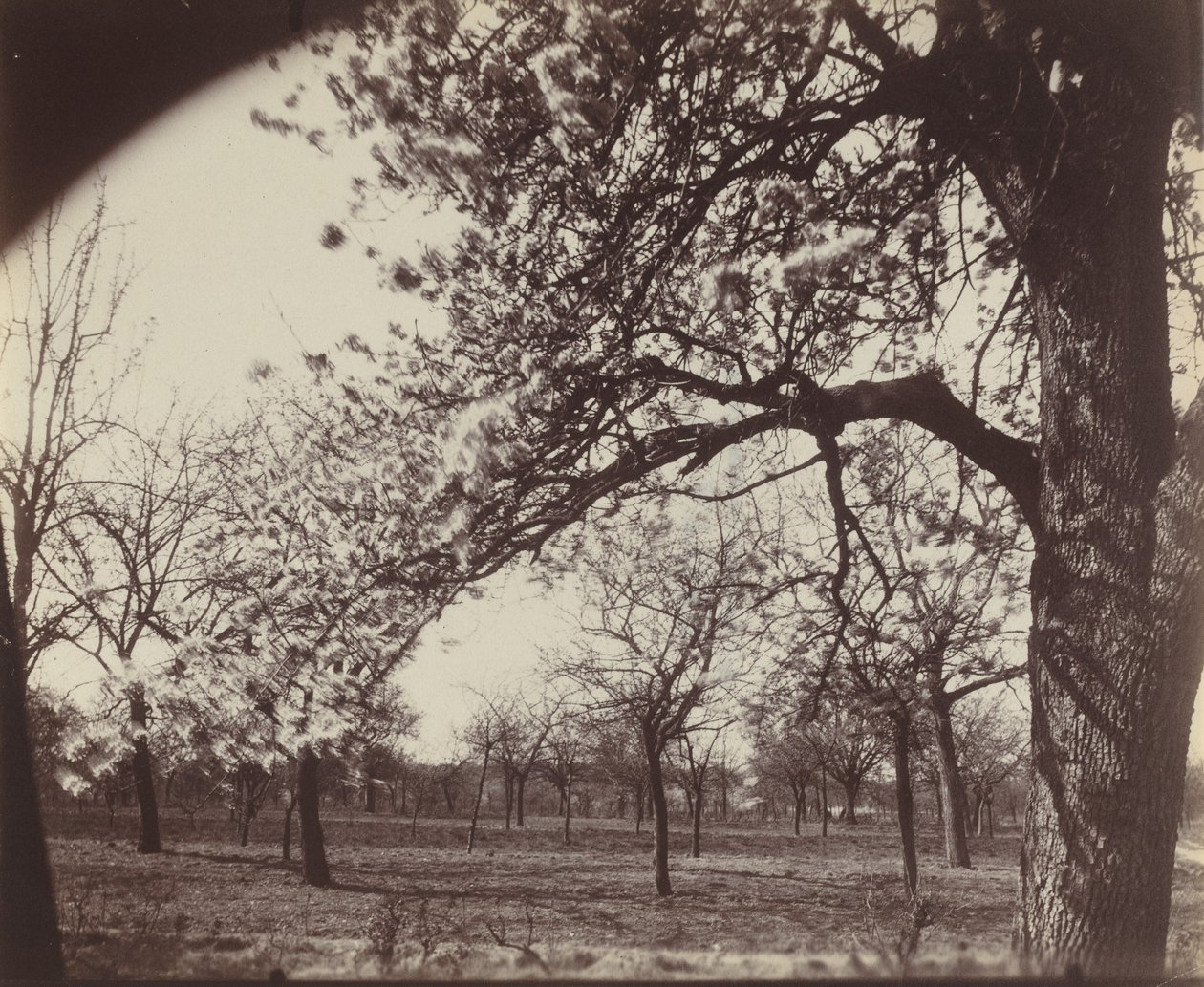 Poirier alkotó: Eugène Atget