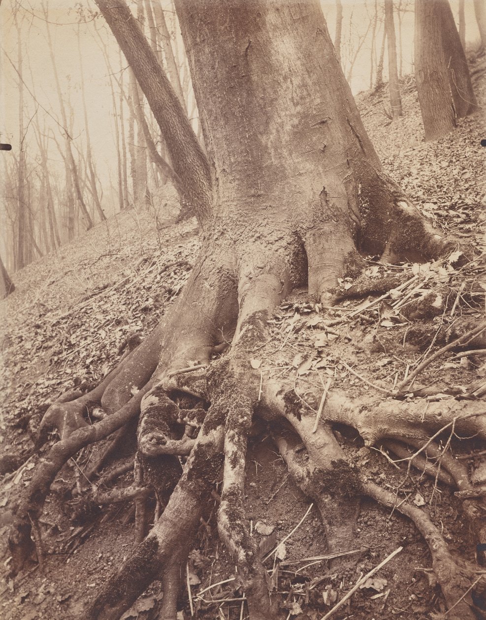 Fák és gyökerek alkotó: Eugène Atget