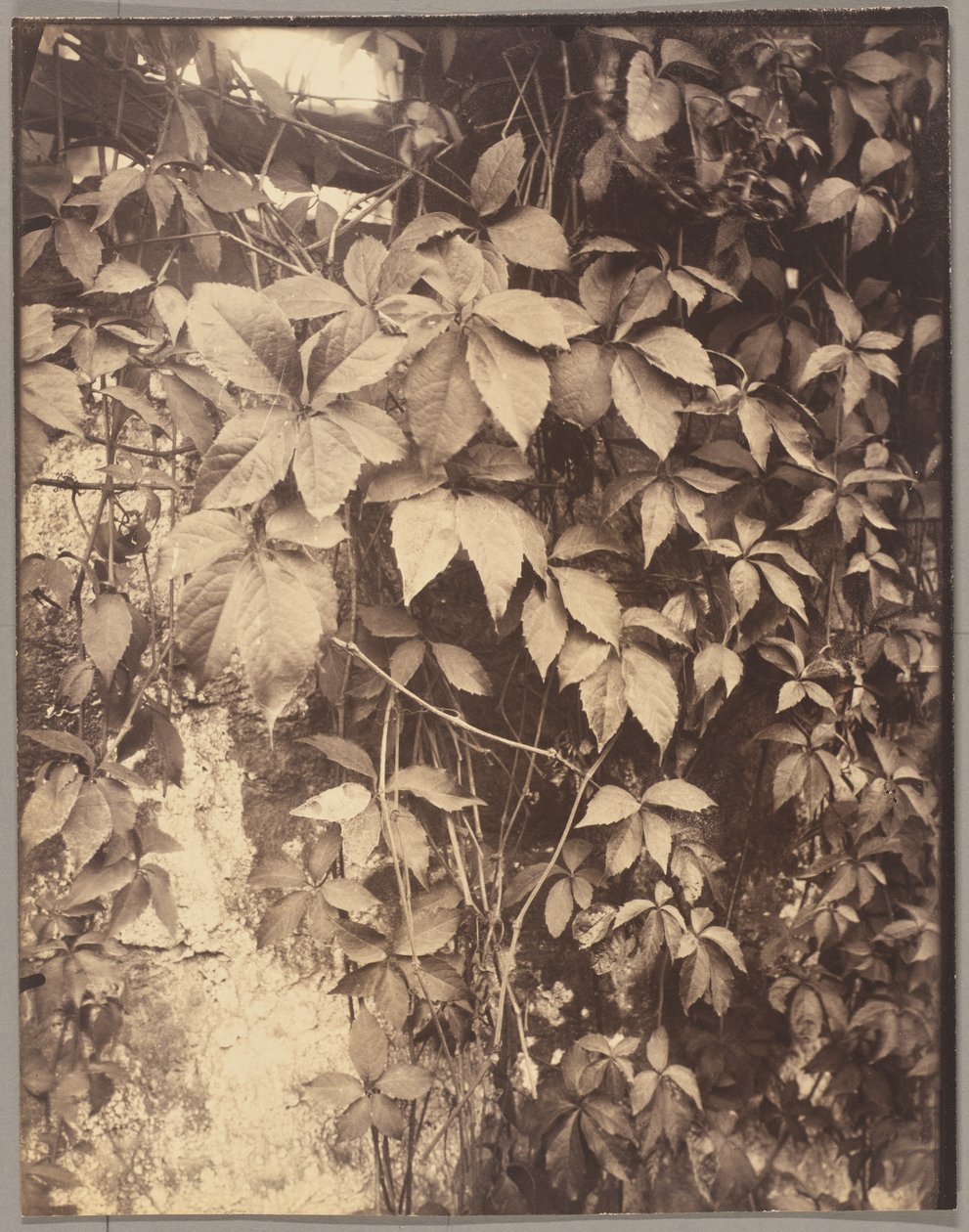 Vigne Vierge alkotó: Eugène Atget