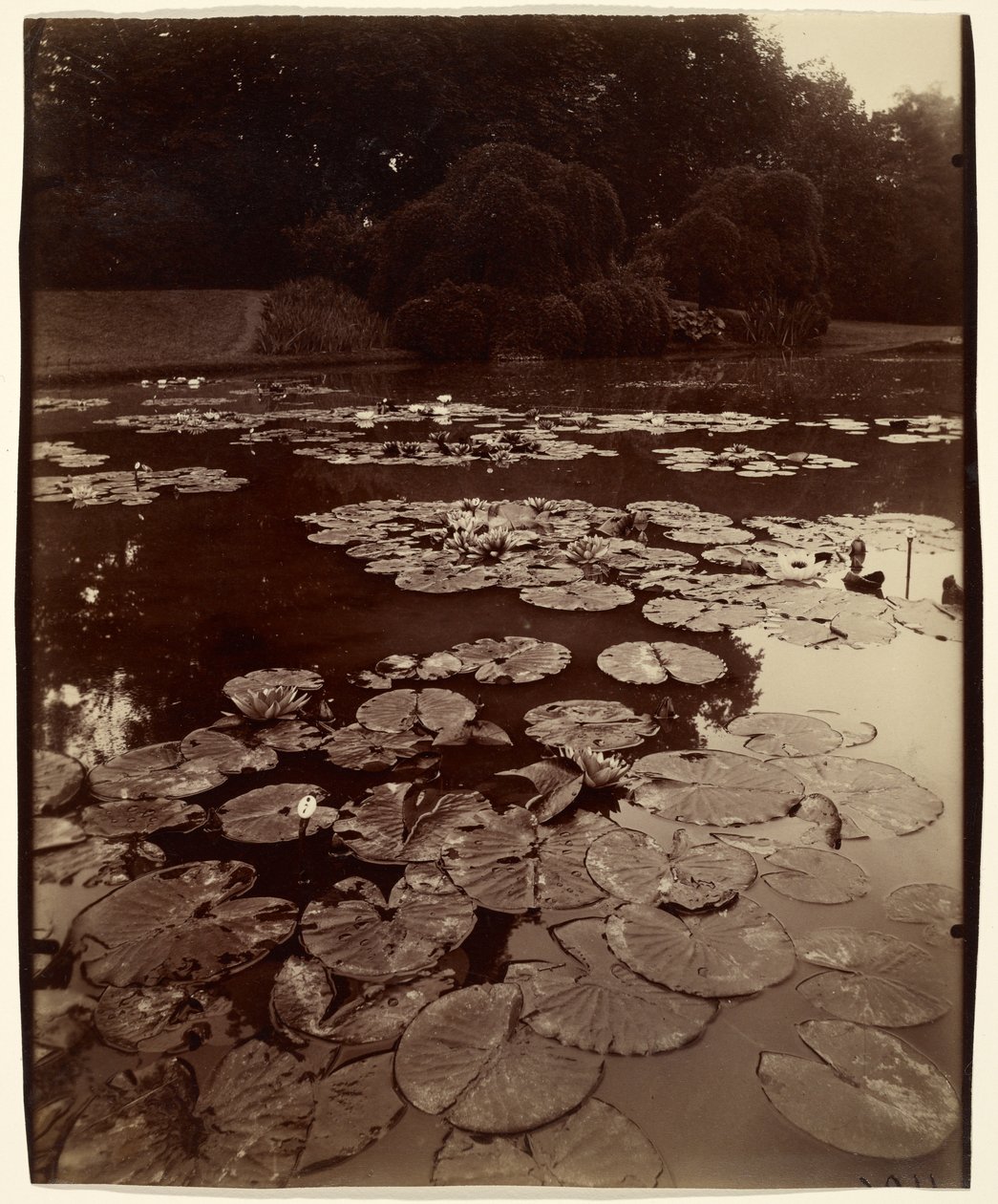 [Vízililiomok] alkotó: Eugène Atget