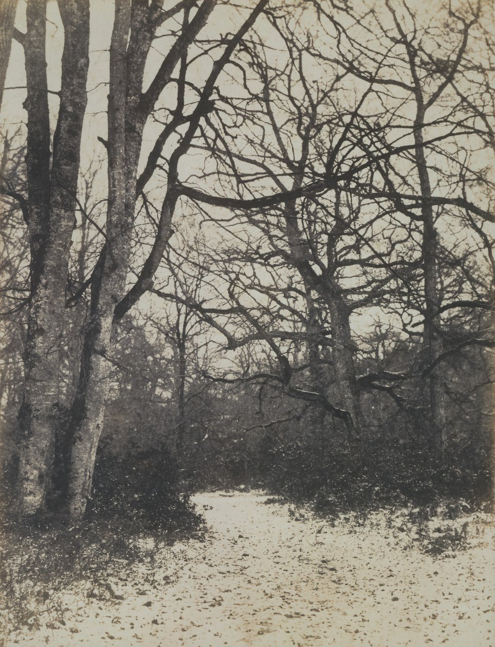 [Fontainebleau-erdő], kb. 1860. alkotó: Eugène Cuvelier