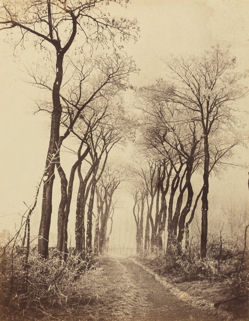 Út és fák fagyban,1860 (fotó) alkotó: Eugène Cuvelier