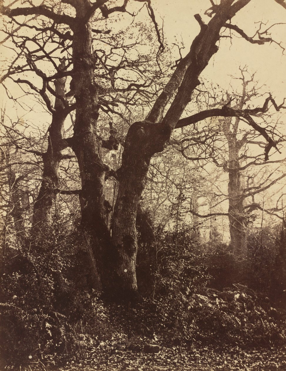 Fa tanulmány, Fontainebleau,1860 (fotó) alkotó: Eugène Cuvelier