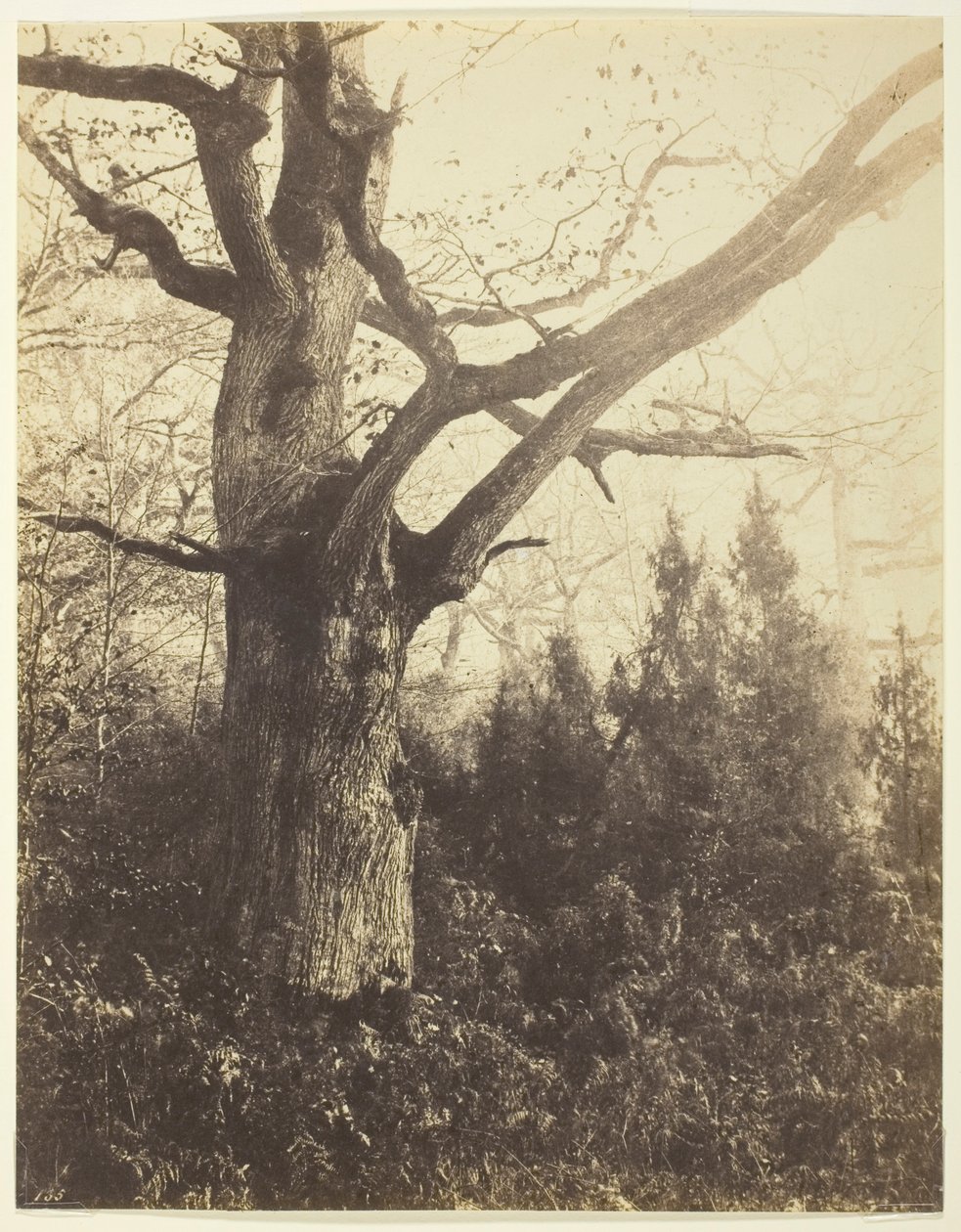 Névtelen alkotó: Eugène Cuvelier
