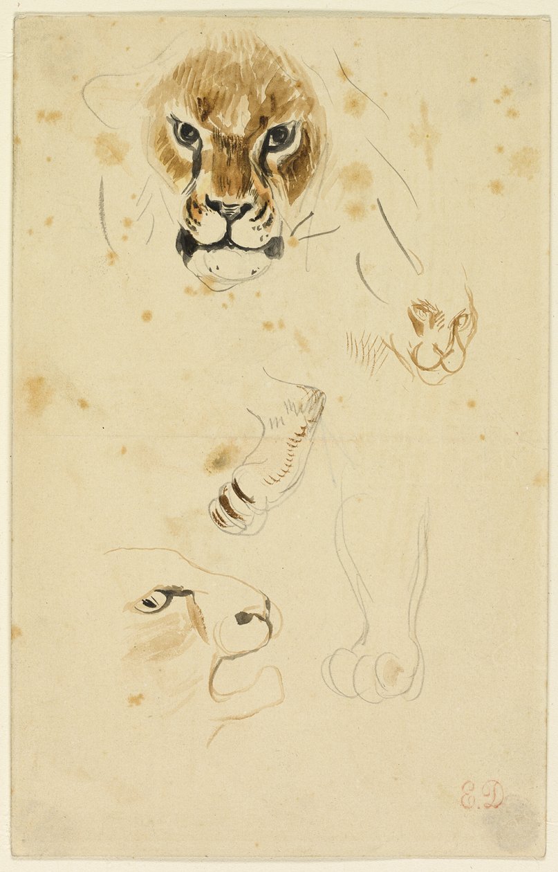 Oroszlánfejek és oroszlánmancsok alkotó: Eugène Delacroix