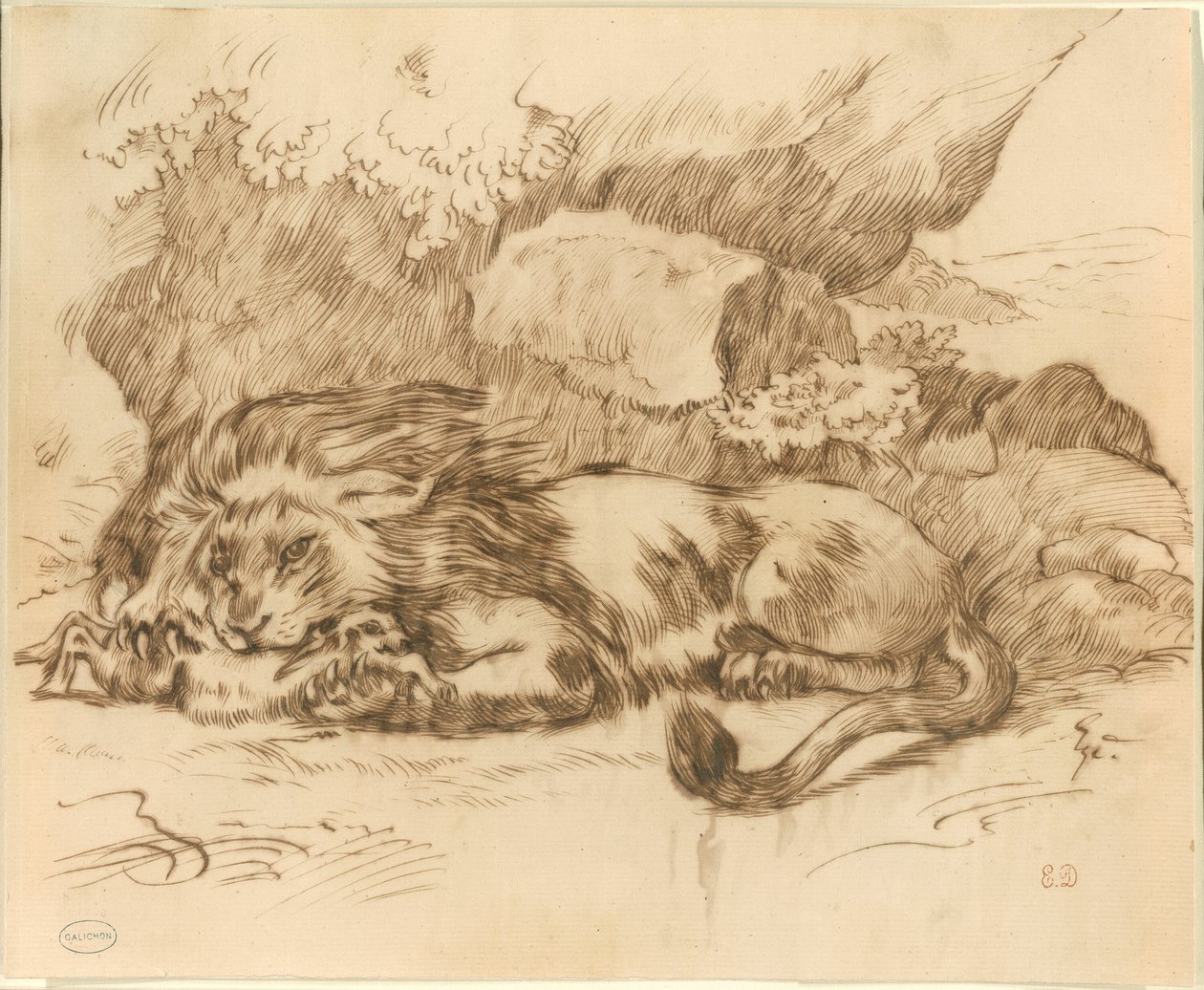 Oroszlán felfal egy nyulat alkotó: Eugène Delacroix