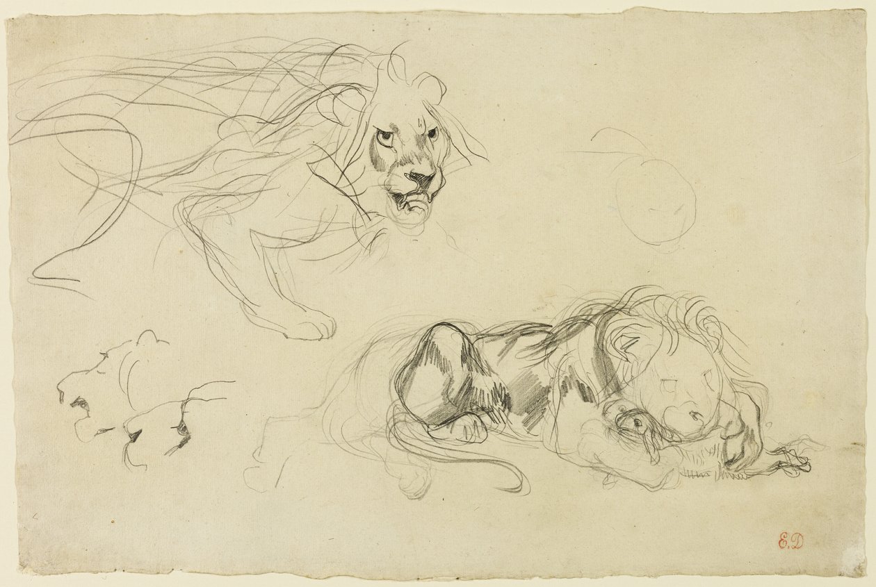Oroszlántanulmányok alkotó: Eugène Delacroix
