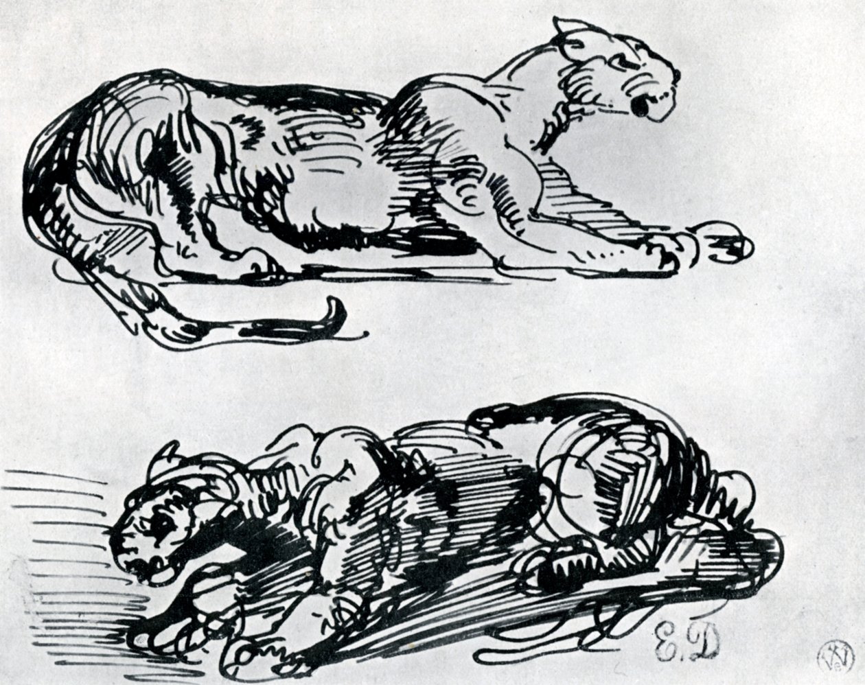 Tanulmányok a párducokról, 1913 alkotó: Ferdinand Victor Eugene Delacroix