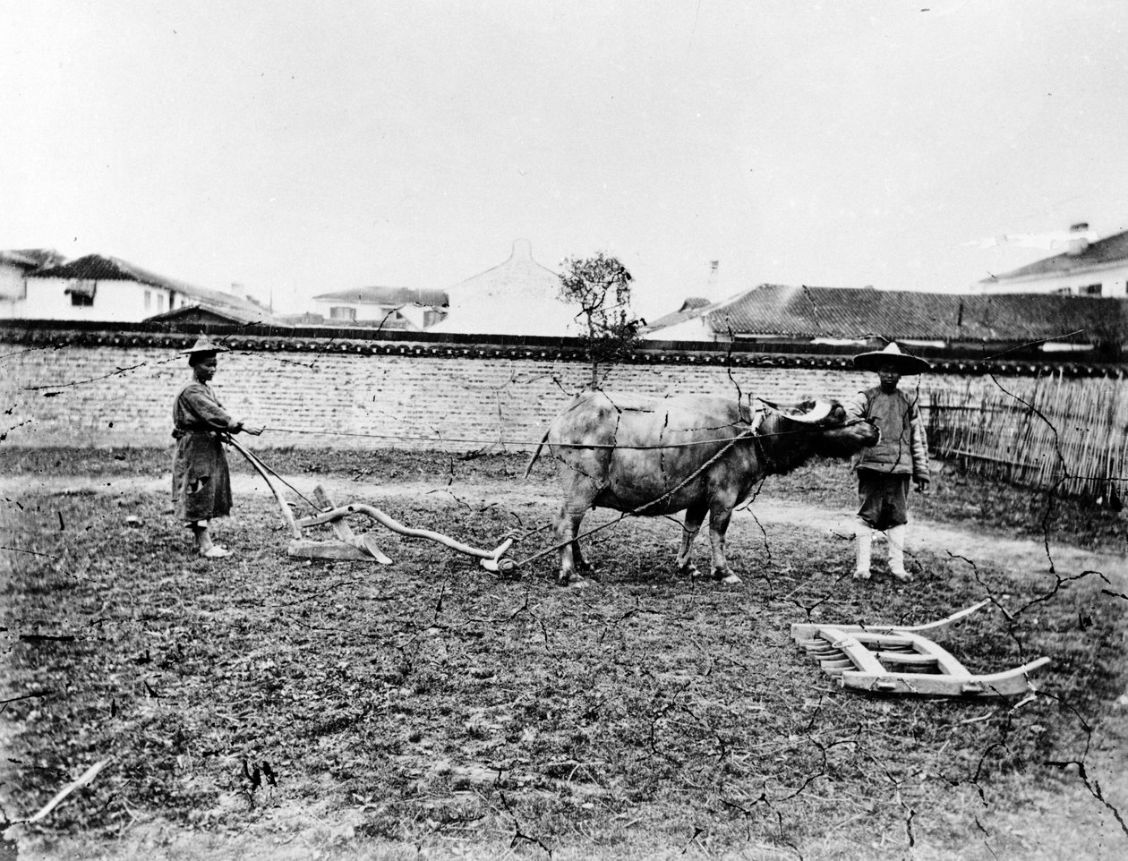 Kínai parasztok, akik ökrökkel szántják szántójukat, 1865 körül alkotó: European Photographer