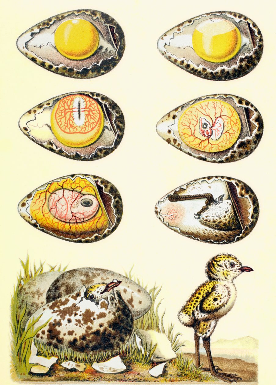 Csirke evolúciója a tojásban, és egy csirke nemrégiben emelkedett ki a tojásból, az „El Mundo Ilustrado”, Barcelona, 1880 alkotó: European School