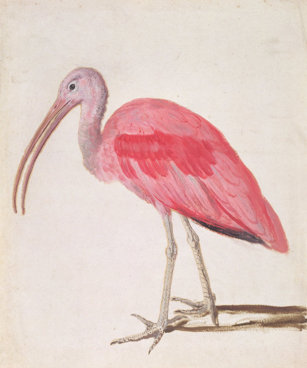 Scarlet Ibis Madár portréja (olaj, papír) alkotó: European School