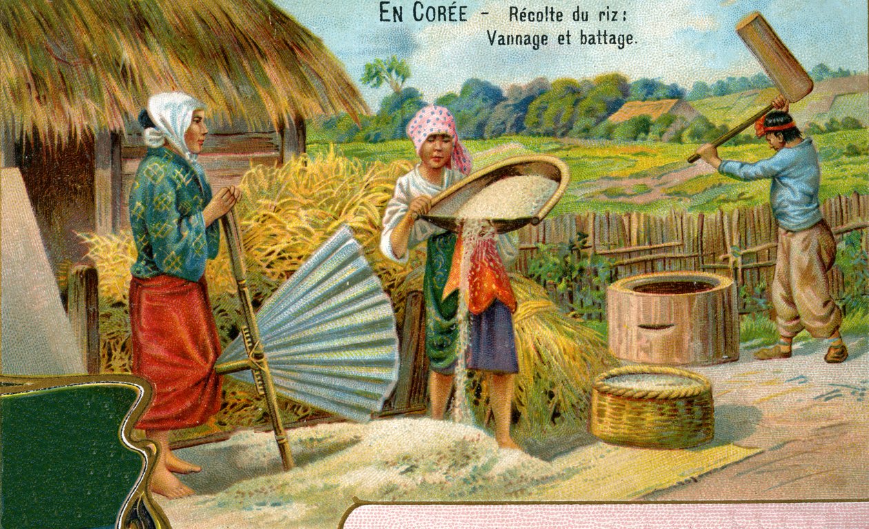 A rizs betakarítása Koreában, szeletelés és cséplés, 1904 alkotó: European School