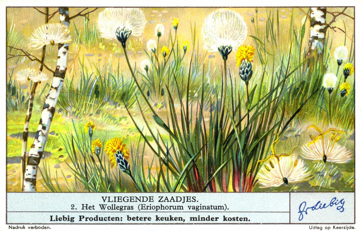 Pamutfű (Eriophorum vaginatum) (chromolitho) alkotó: European School
