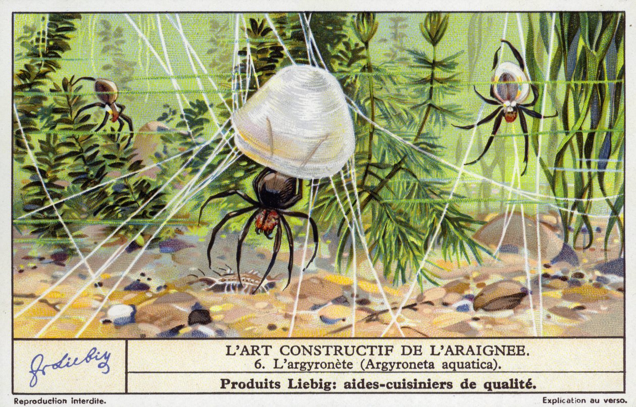 Búvárpók (Argyroneta aquatica) (chromolitho) alkotó: European School