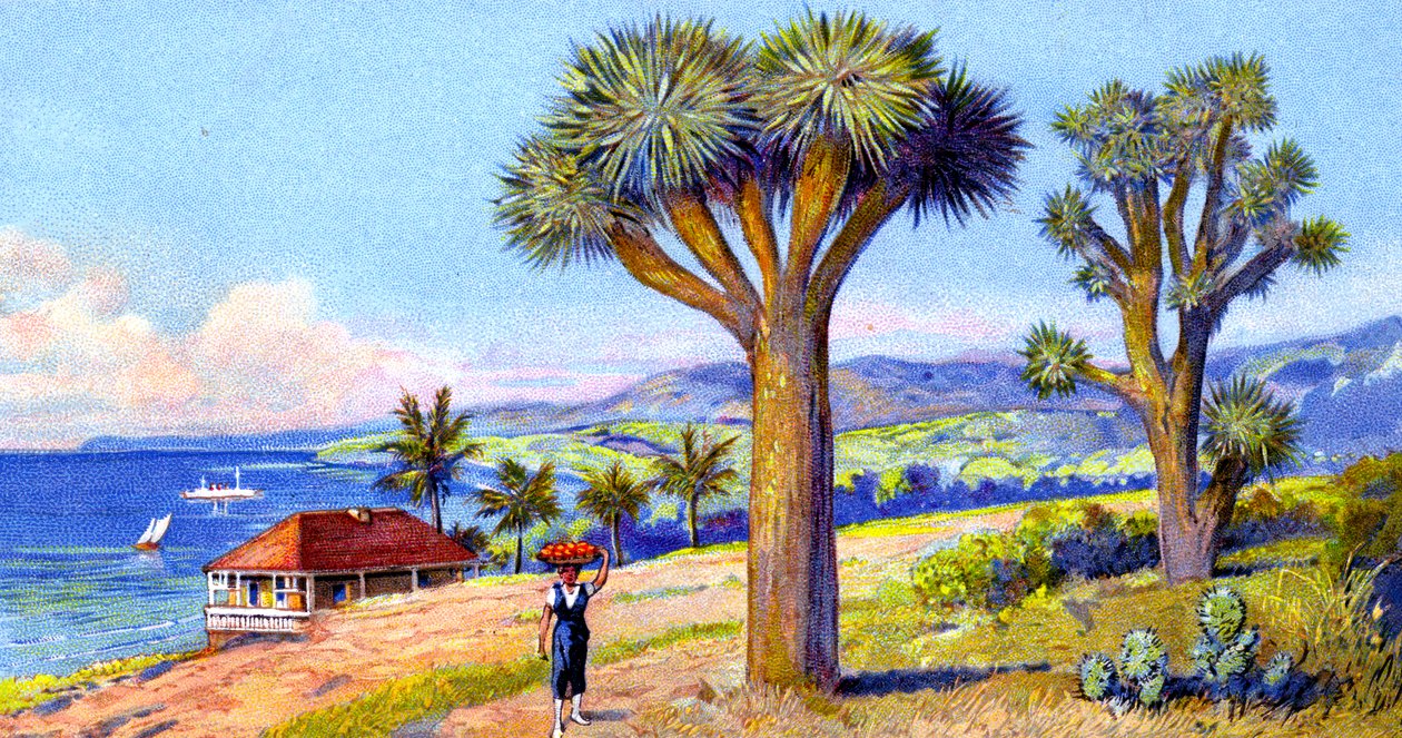 Joshua Trees, Kalifornia alkotó: European School