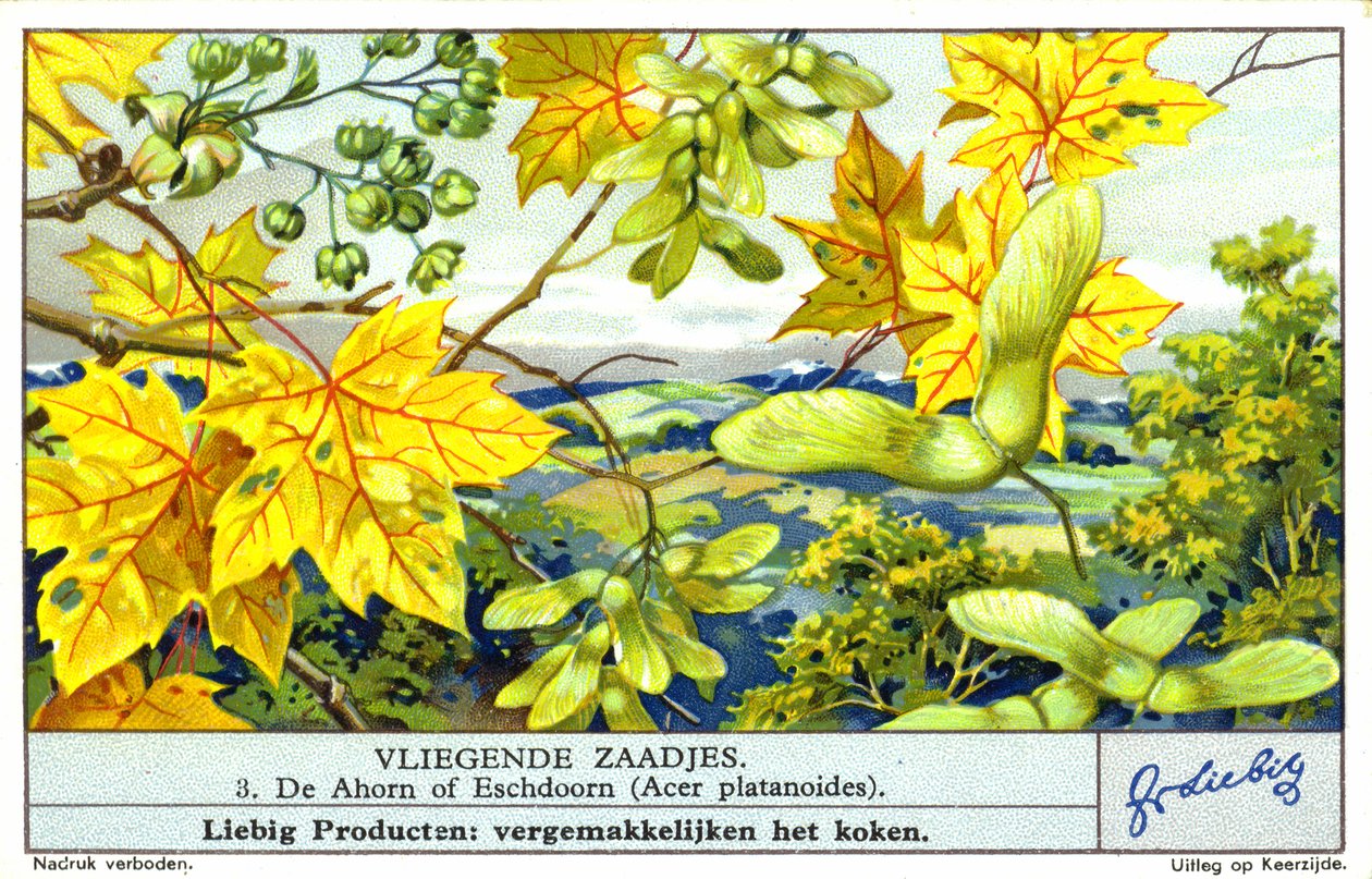 Juhar (Acer platanoides) (chromolitho) alkotó: European School