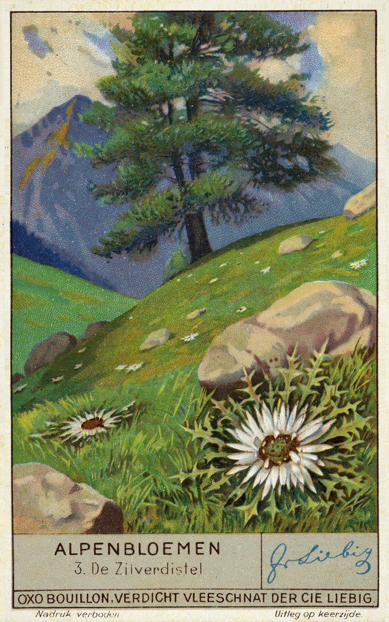 Ezüsttövis (chromolitho) alkotó: European School