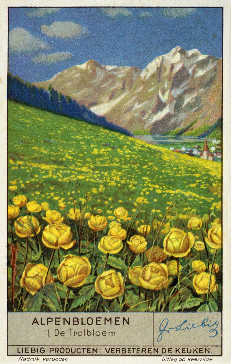 Trollius (gömbvirág) (chromolitho) alkotó: European School