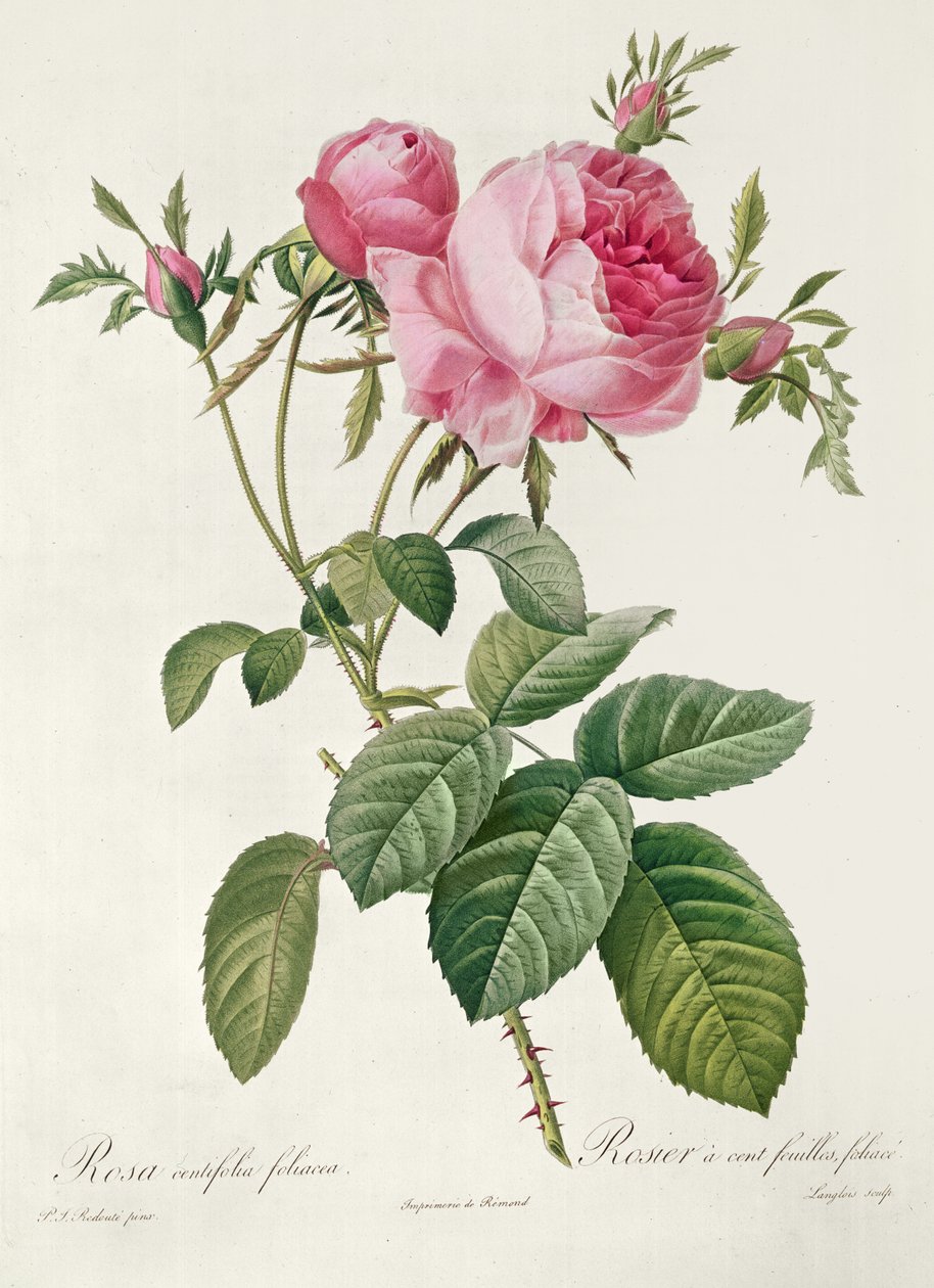 Elmélet, les Roses, Rosa Centifolia Foliacea (litográfia) alkotó: Eustache Hyacinthe Langlois