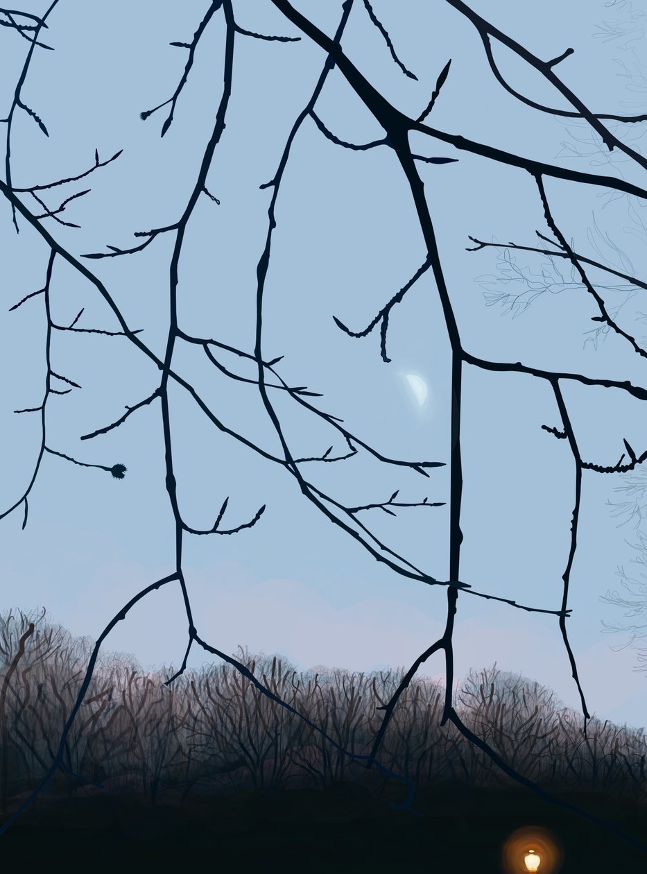 Ágak, hajnal, Prospect Park (digitális művészet) alkotó: Evan Sklar