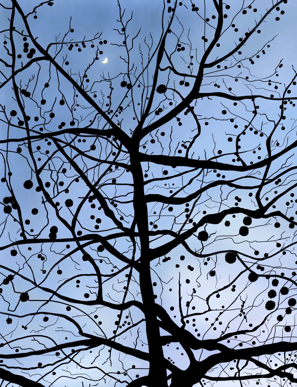 London PlaneTree és a Hold, Brooklyn (digitális művészet) alkotó: Evan Sklar
