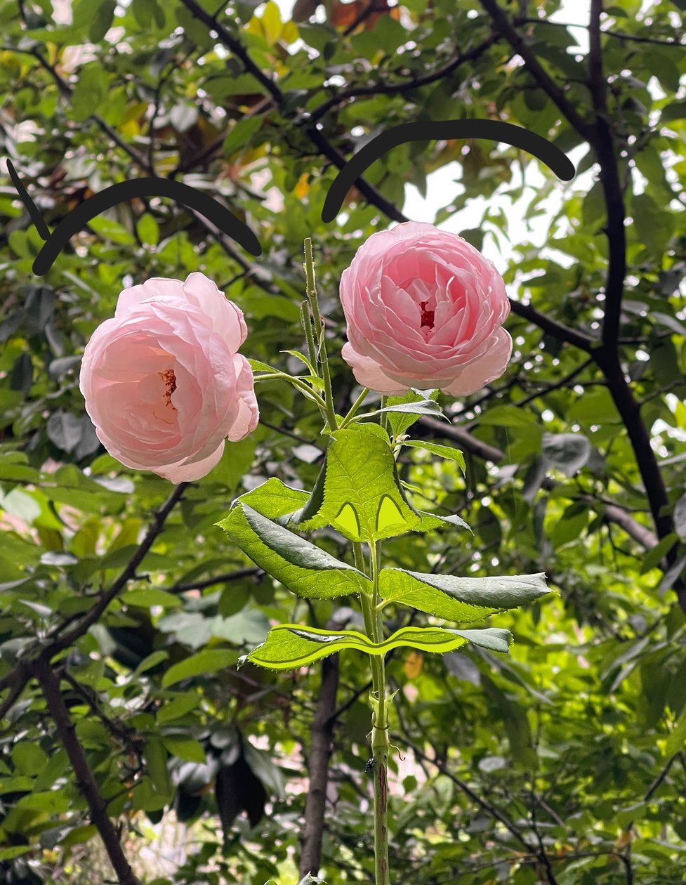 Rózsaarc, 2025 (digitális művészet) alkotó: Evan Sklar