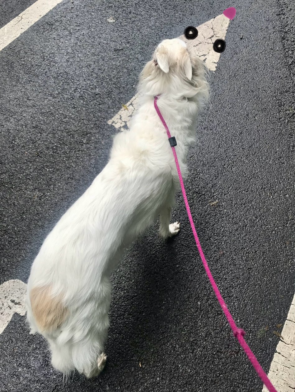 Walking Penny, 2025 (digitális művészet) alkotó: Evan Sklar