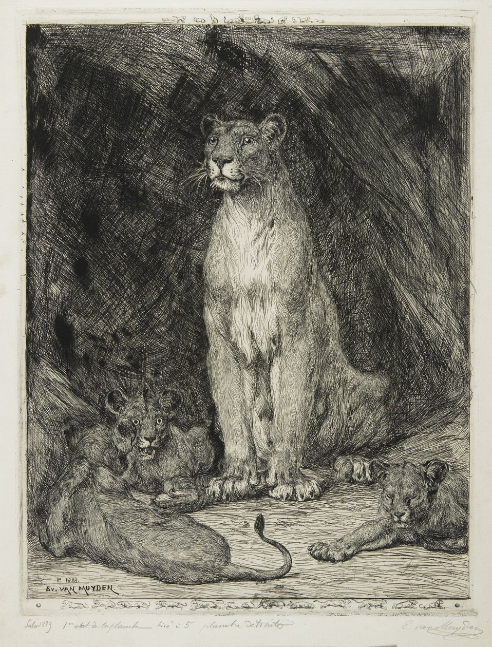 Oroszlán ülő és három kölyök, 1888 alkotó: Evert van Muyden