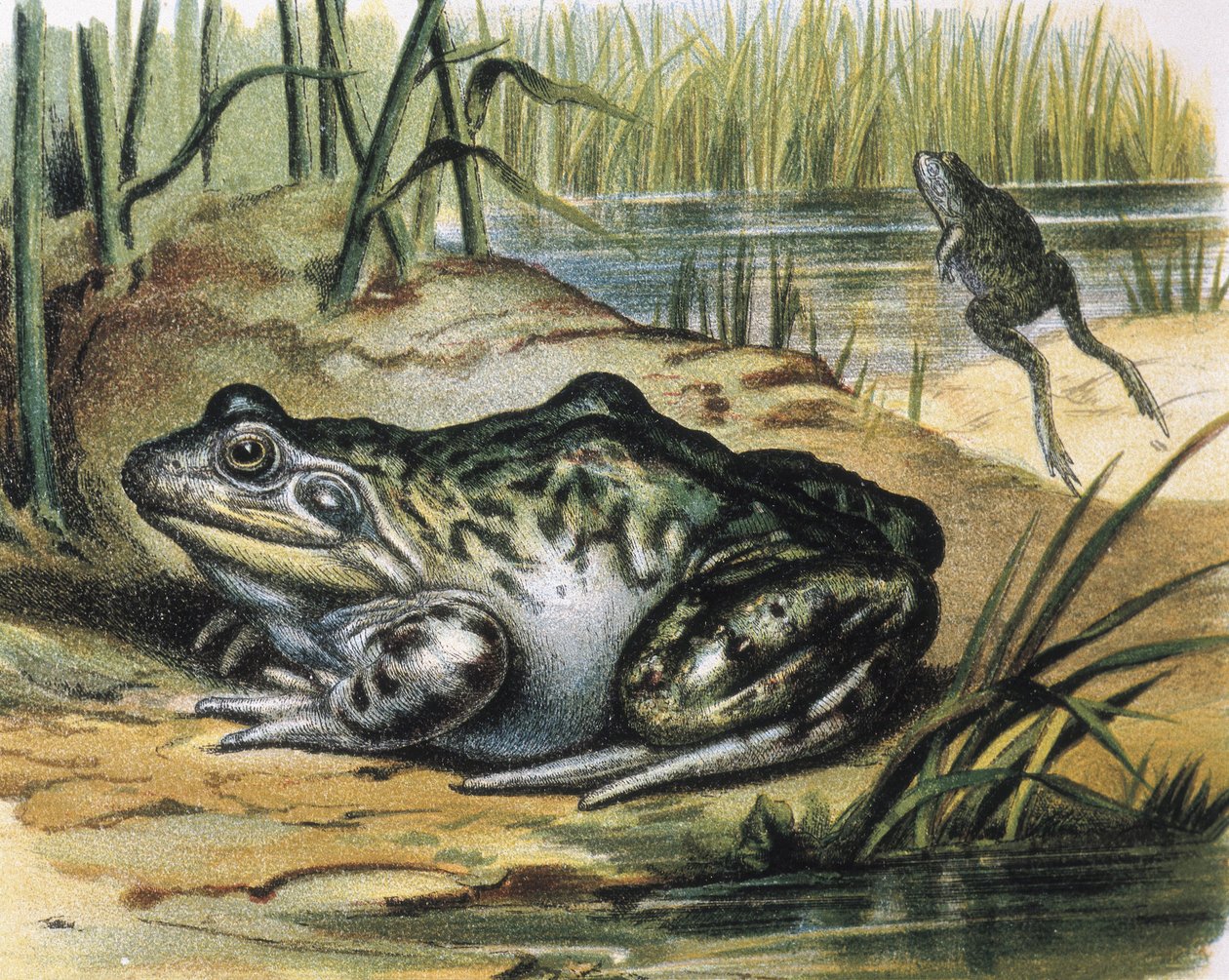 Bullfrog. Ranidae kétéltű. Metszet F. Padro festményéről. Metszet. alkotó: F. (after) Padro