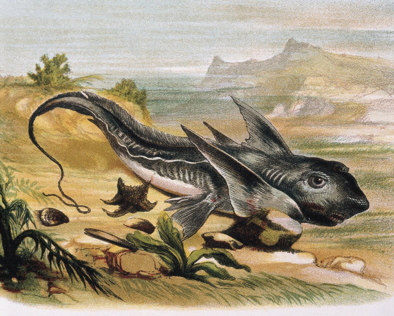 Chimaera (Chimaera arctica) Metszet egy F.Padro által készített rajz után. Metszet alkotó: F. (after) Padro